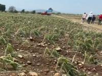Granizo devasta siembras en Atlixco; 31 productores reportan pérdidas