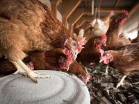 Gallinas en una granja