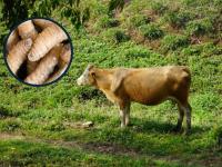 Confirman casos de gusano barrenador