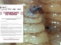 Gusano barrenador 