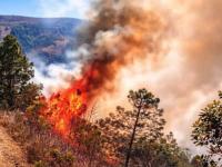 Incendio forestal