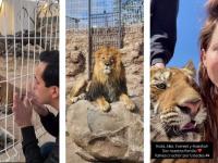Leones y tigres viviendo con familia: imagen ilustrativa