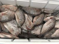 Mojarras 