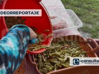 Feria del Nopal