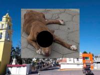 Perrita herida