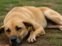 Perrito