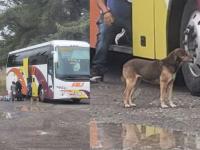 Perrito 