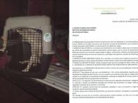 Perros callejeros