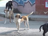 Perritos callejeros