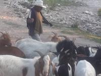 Perro asesino mató 30 ovejas