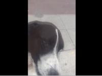Foto / Captura Youtube ViralHog