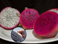 Pitahaya