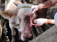 Ganado infectado con gusano barredor