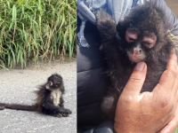 Mono araña en Tecamachalco