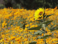 Girasoles