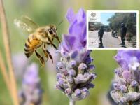 Enjambre de abejas 