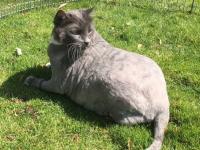 Foto Facebook Douglas County Animal Care & Services