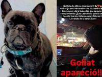 Recuperan a Goliat, bulldog