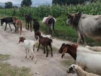 Roban ganado y equipo de campo en rancho de San Marcos Tlacoyalco