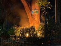 Árbol incendiándose en parque 