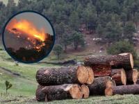 Tala e incendios provocados 