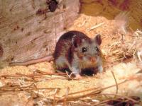 UNAM advierte sobre hantavirus, infección grave transmitida por roedores