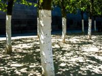 Árboles con cal 