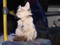 Desaparece Zafiro, el gato cobrador de Puebla que acompañaba a su dueño