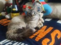 Zafiro, el gato cobrador de Puebla, reaparece tras misterioso robo